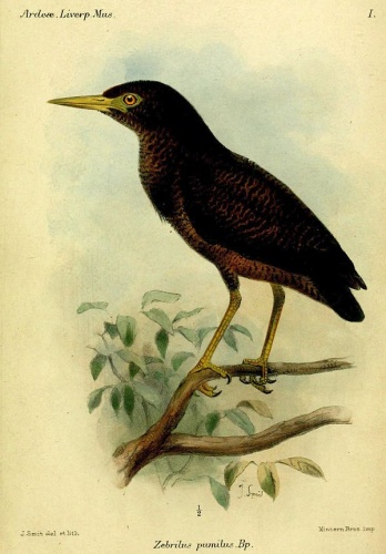 zigzag heron &copy; <bdi><a href="https://en.wikipedia.org/wiki/en:Joseph_Smit" class="extiw" title="w:en:Joseph Smit">Joseph Smit</a>
</bdi>