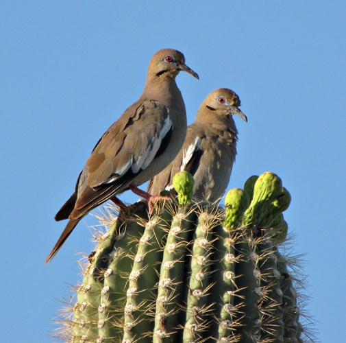 White-winged Dove &copy; <a rel="nofollow" class="external text" href="https://www.flickr.com/people/39742989@N04">SearchNet Media</a>