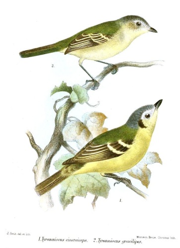 Slender-footed Tyrannulet &copy; <bdi><a href="https://en.wikipedia.org/wiki/en:Joseph_Smit" class="extiw" title="w:en:Joseph Smit">Joseph Smit</a>
</bdi>