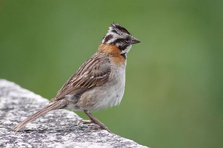 Rufous-collared Sparrow © <a rel="nofollow" class="external text" href="https://www.flickr.com/photos/38345583@N02">dfaulder</a>