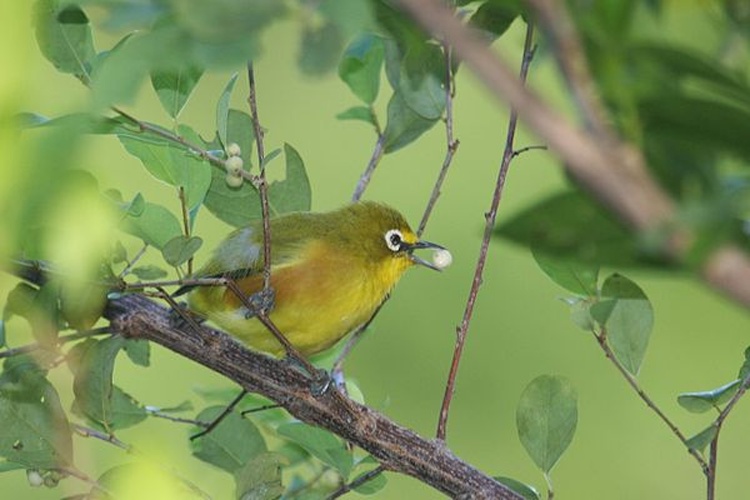 Mayotte White-eye © Cécile Pheulpin