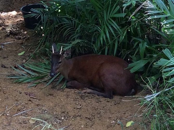 Red brocket © <a href="//commons.wikimedia.org/w/index.php?title=User:Andrawaag&amp;action=edit&amp;redlink=1" class="new" title="User:Andrawaag (page does not exist)">Andrawaag</a>