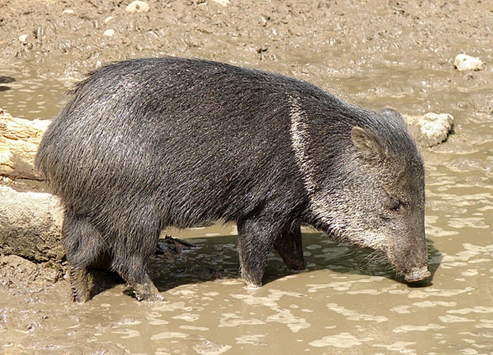 collared peccary © <a href="//commons.wikimedia.org/wiki/User:Chrumps" title="User:Chrumps">Chrumps</a>
