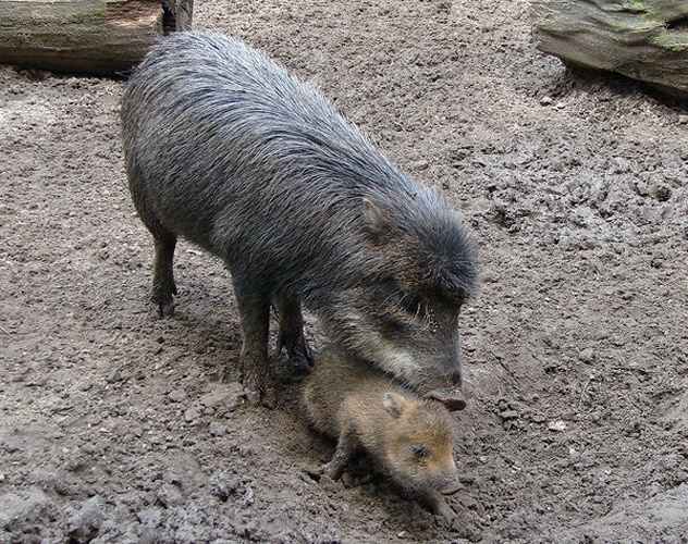 white-lipped peccary © <a href="//commons.wikimedia.org/wiki/User:Chrumps" title="User:Chrumps">Chrumps</a>