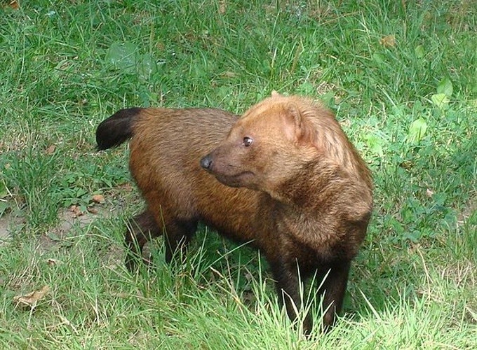 bush dog © <a href="//commons.wikimedia.org/wiki/User:Bonne1978" title="User:Bonne1978">Bonne1978</a>