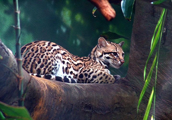 ocelot &copy; <a href="//commons.wikimedia.org/w/index.php?title=User:Danleo&amp;action=edit&amp;redlink=1" class="new" title="User:Danleo (page does not exist)">Danleo</a>