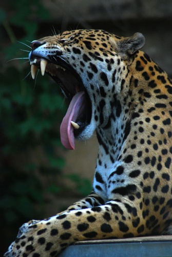 jaguar © <a href="//commons.wikimedia.org/wiki/User:MarcusObal" title="User:MarcusObal">MarcusObal</a>