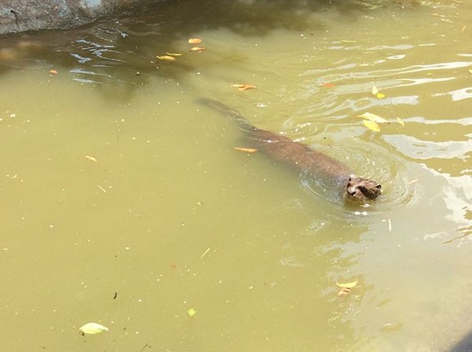 giant otter &copy; <a href="//commons.wikimedia.org/w/index.php?title=User:Andrawaag&amp;action=edit&amp;redlink=1" class="new" title="User:Andrawaag (page does not exist)">Andrawaag</a>