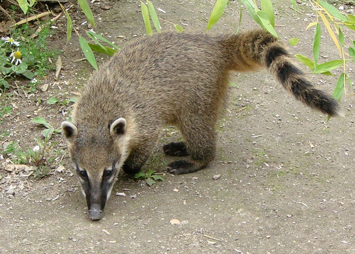 South American Coati &copy; <a href="//commons.wikimedia.org/wiki/User:Vassil" title="User:Vassil">Vassil</a>