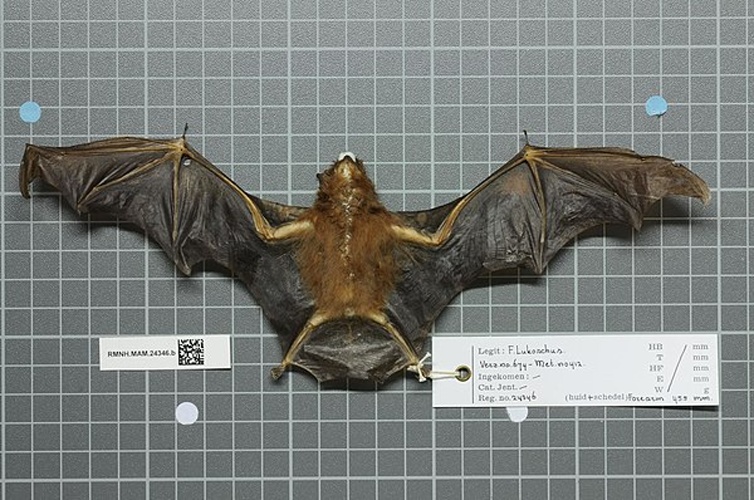 Chestnut sac-winged bat © 