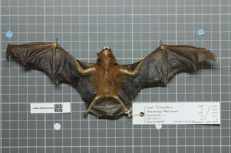 Chestnut sac-winged bat &copy; 