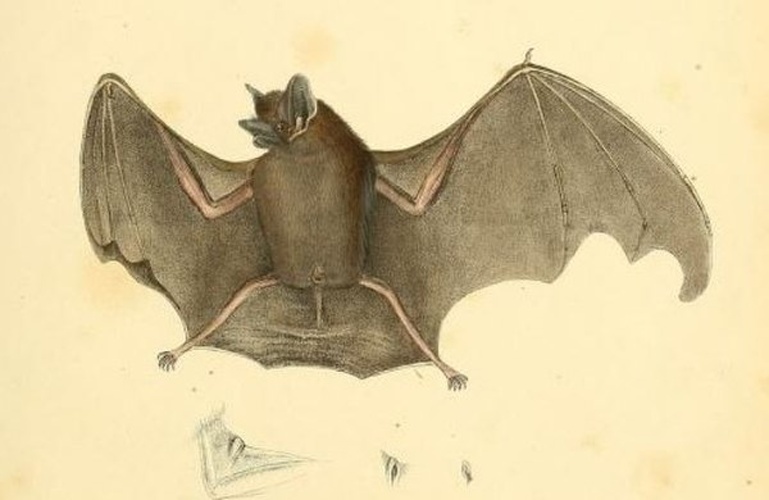 lesser dog-like bat &copy; Johann Christian Daniel von Schreber