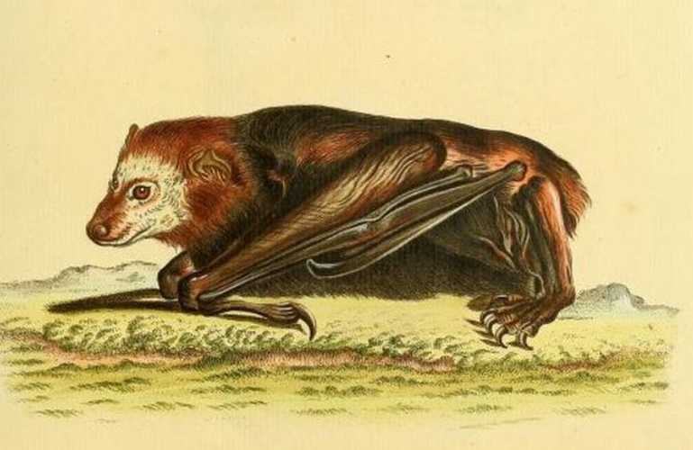 Trinidad dog-like bat © Johann Christian Daniel von Schreber