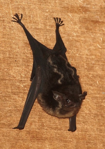 Greater sac-winged bat © Karin Schneeberger alias <a href="//commons.wikimedia.org/wiki/User:Felineora" title="User:Felineora">Felineora</a>