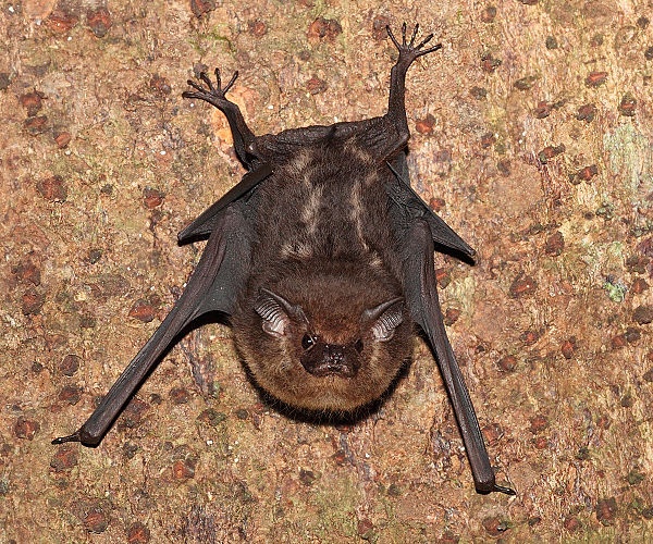 Lesser sac-winged bat &copy; <ul>
<li>
<a href="//commons.wikimedia.org/wiki/File:Costa-Rica-Bat-IMG_8315.jpg" title="File:Costa-Rica-Bat-IMG 8315.jpg">Costa-Rica-Bat-IMG_8315.jpg</a>: <a href="//commons.wikimedia.org/wiki/User:Benjamint444" title="User:Benjamint444">Benjamint444</a>
</li>
<li>derivative work: <a href="//commons.wikimedia.org/wiki/User:WolfmanSF" title="User:WolfmanSF">WolfmanSF</a> (<a href="//commons.wikimedia.org/wiki/User_talk:WolfmanSF" title="User talk:WolfmanSF"><span class="signature-talk">talk</span></a>)</li>
</ul>