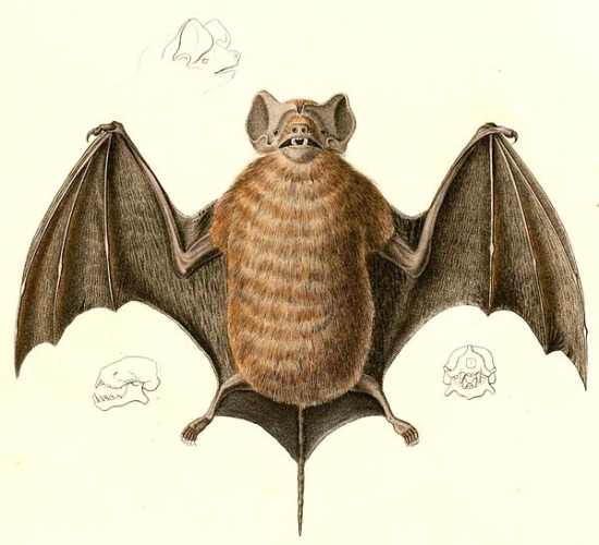 Velvety Free-tailed Bat © <i>in</i> Alcide Dessalines d'Orbigny