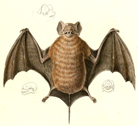 Velvety Free-tailed Bat &copy; <i>in</i> Alcide Dessalines d'Orbigny