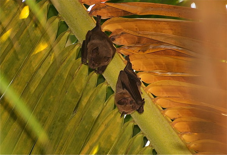 Black mastiff bat © <a rel="nofollow" class="external text" href="https://www.flickr.com/photos/jkirkhart35/">jkirkhart35</a>