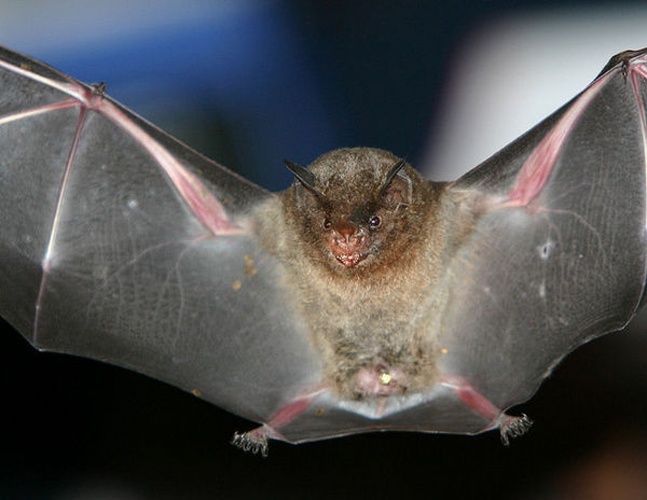Silky Short-tailed Bat © <a rel="nofollow" class="external text" href="https://www.flickr.com/photos/diegolizcano/">Diego Lizcano</a>