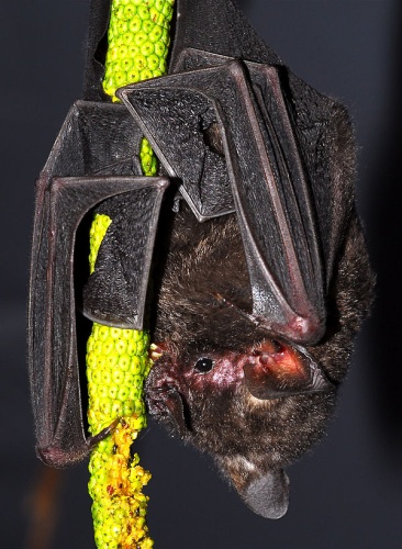 Seba's Short-tailed Bat © <a href="//commons.wikimedia.org/wiki/User:Desmodus" title="User:Desmodus">Desmodus</a>
