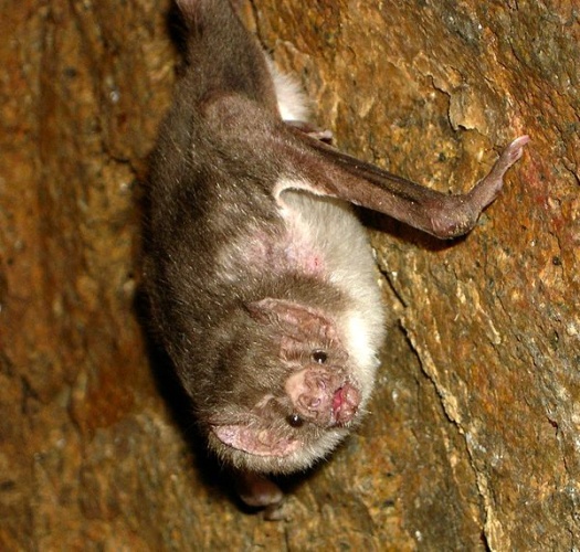 Common vampire bat © <a href="https://en.wikipedia.org/wiki/User:Acatenazzi" class="extiw" title="wikipedia:User:Acatenazzi">Acatenazzi</a> at <a href="https://en.wikipedia.org/wiki/" class="extiw" title="wikipedia:">English Wikipedia</a>