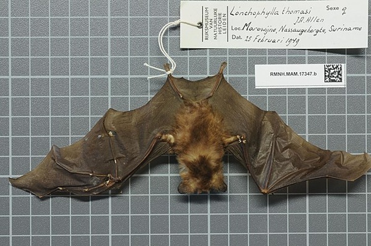 Thomas's Nectar Bat &copy; 
