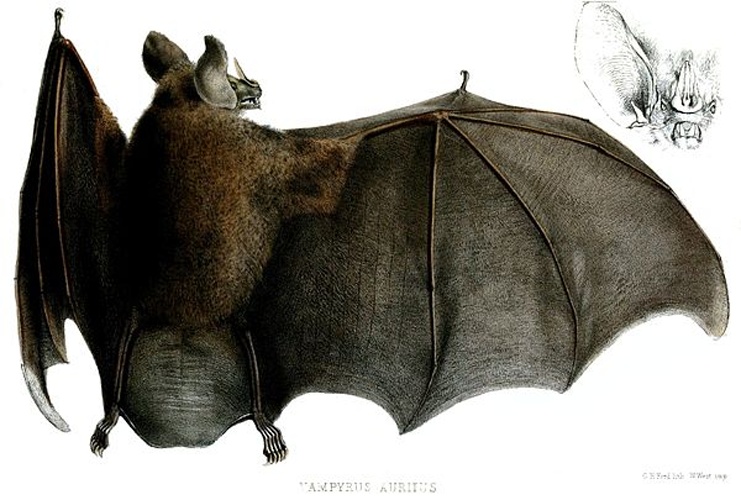 Big-eared woolly bat © G H Ford