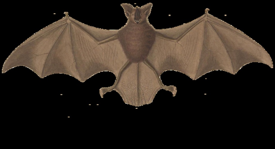 Long-legged Bat © Wied, Maximilian