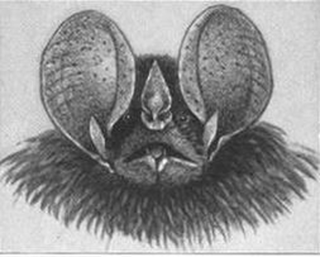 Little Big-eared bat © Daniel Giraud Elliot
