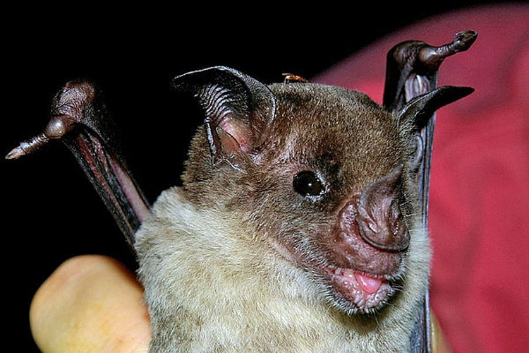 Pale spear-nosed bat © <ul>
<li>
<a href="//commons.wikimedia.org/wiki/File:Phyllostomus_discolor2.jpg" title="File:Phyllostomus discolor2.jpg">_Phyllostomus_discolor2.jpg</a>: Karin Schneeberger alias <a href="//commons.wikimedia.org/wiki/User:Felineora" title="User:Felineora">Felineora</a>
</li>
<li>derivative work: <a href="//commons.wikimedia.org/wiki/User:WolfmanSF" title="User:WolfmanSF">WolfmanSF</a> (<a href="//commons.wikimedia.org/wiki/User_talk:WolfmanSF" title="User talk:WolfmanSF"><span class="signature-talk">talk</span></a>)</li>
</ul>