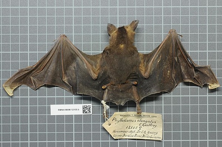 lesser spear-nosed bat &copy; 
