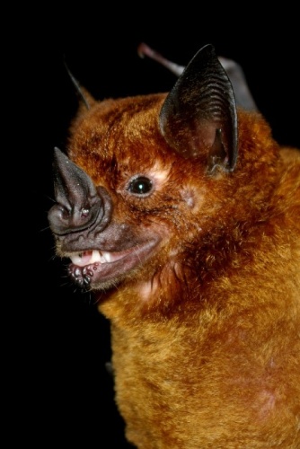 Greater Spear-nosed bat © Karin Schneeberger alias <a href="//commons.wikimedia.org/wiki/User:Felineora" title="User:Felineora">Felineora</a>