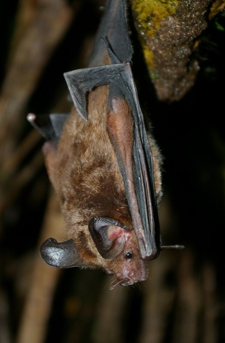 Stripe-headed Round-eared Bat &copy; Karin Schneeberger alias <a href="//commons.wikimedia.org/wiki/User:Felineora" title="User:Felineora">Felineora</a>