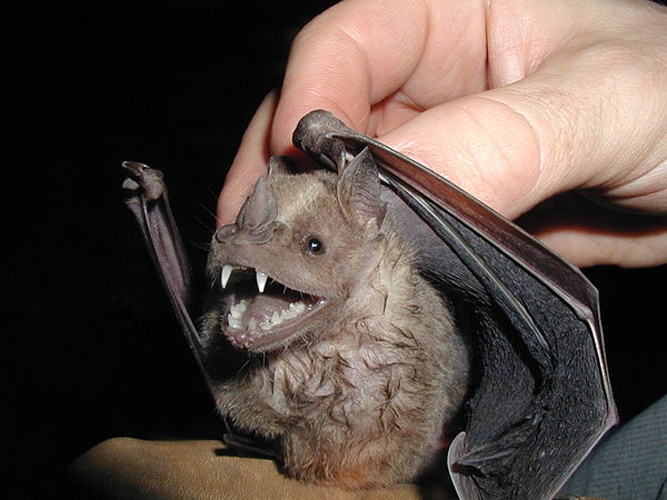 Little White-shouldered Bat © <a rel="nofollow" class="external text" href="https://www.flickr.com/people/27504933@N00">Wilson Bilkovich</a>