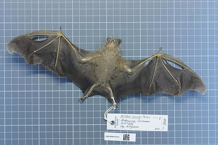 Brown Fruit-eating Bat © Peters, 1865