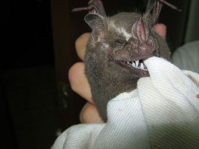 Great fruit-eating bat © <a href="//commons.wikimedia.org/wiki/User:Sahaquiel9102" title="User:Sahaquiel9102">Sahaquiel9102</a>