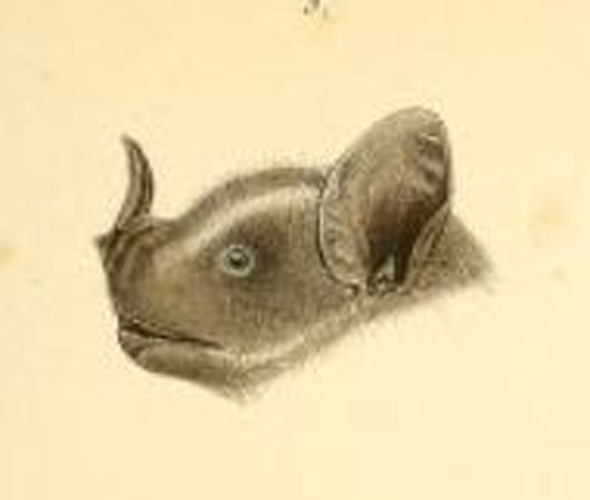 Dark fruit-eating bat © Johann Christian Daniel von Schreber