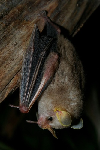 MacConnell's bat © Karin Schneeberger alias <a href="//commons.wikimedia.org/wiki/User:Felineora" title="User:Felineora">Felineora</a>