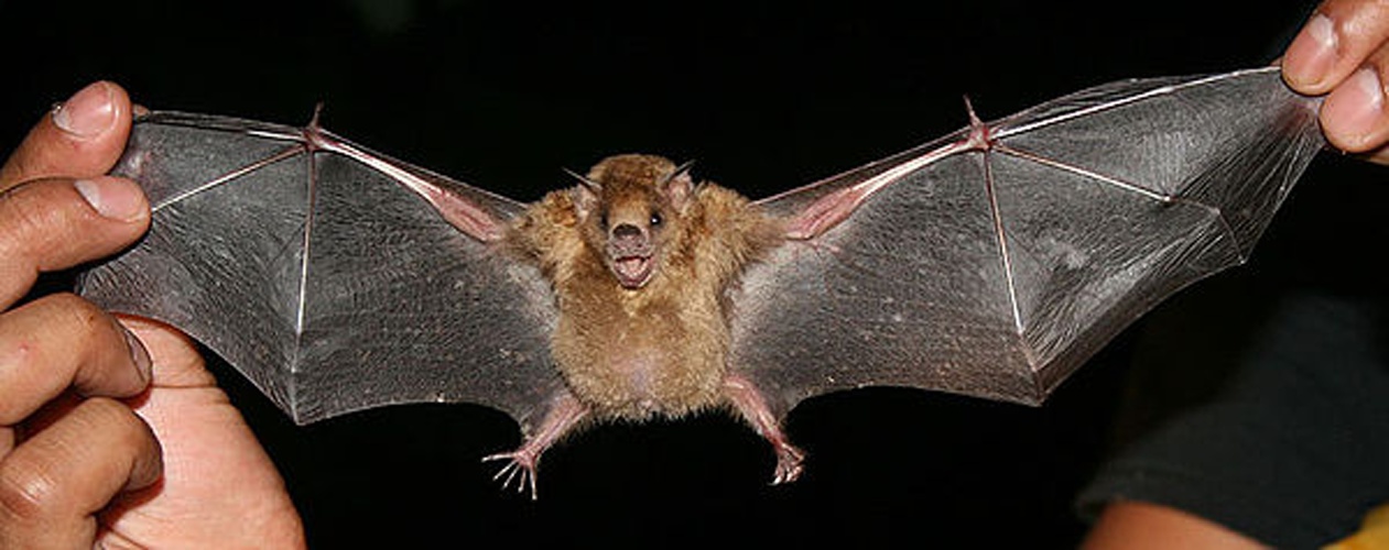 Little yellow-shouldered bat &copy; <a href="//commons.wikimedia.org/w/index.php?title=User:Tobusaru&amp;action=edit&amp;redlink=1" class="new" title="User:Tobusaru (page does not exist)">Tobusaru</a>