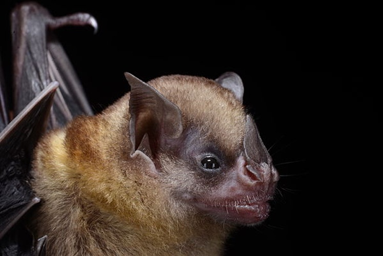 Tilda's Yellow-shouldered Bat © <a href="//commons.wikimedia.org/w/index.php?title=User:Burtonlim&amp;action=edit&amp;redlink=1" class="new" title="User:Burtonlim (page does not exist)">Burtonlim</a>