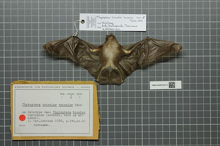 Spix's Disk-winged Bat © 