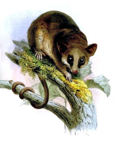 Linnaeus's mouse opossum © <bdi><a href="https://en.wikipedia.org/wiki/en:Joseph_Wolf" class="extiw" title="w:en:Joseph Wolf">Joseph Wolf</a>
</bdi>