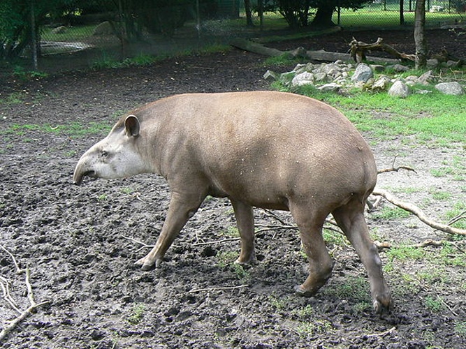 South American tapir &copy; <a href="//commons.wikimedia.org/wiki/User:LadyofHats" title="User:LadyofHats">LadyofHats</a>