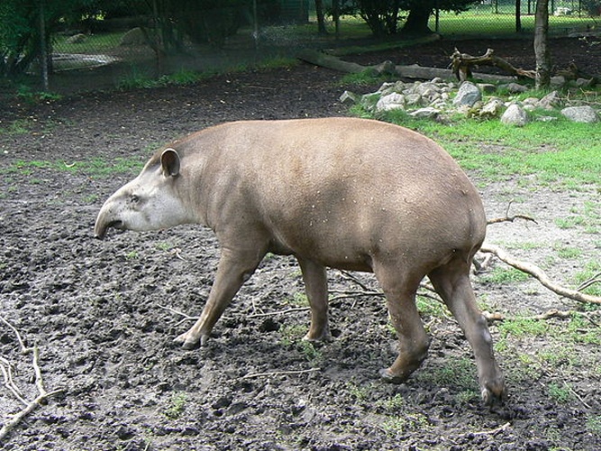 South American tapir © <a href="//commons.wikimedia.org/wiki/User:LadyofHats" title="User:LadyofHats">LadyofHats</a>