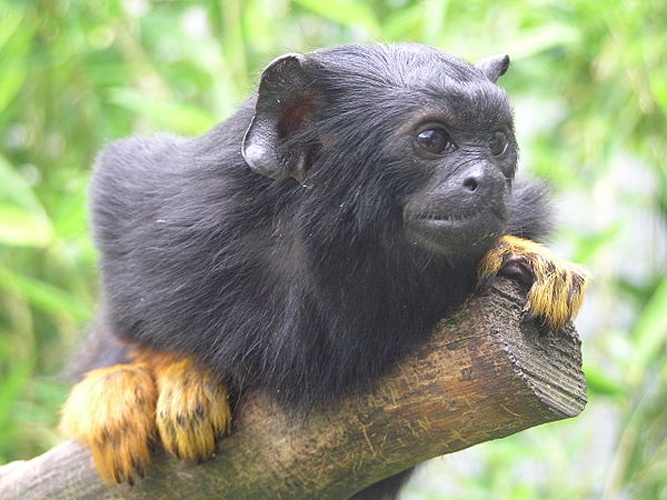 Red-handed tamarin © 