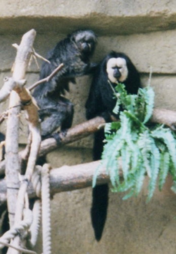 Pithecia pithecia © Ltshears