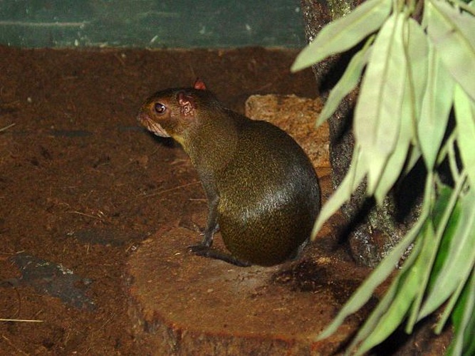 Red-rumped agouti © Luis Miguel Bugallo Sánchez (<a href="//commons.wikimedia.org/wiki/User:Lmbuga" title="User:Lmbuga">Lmbuga Commons</a>)(<a href="https://en.wikipedia.org/wiki/gl:User:Lmbuga" class="extiw" title="w:gl:User:Lmbuga">Lmbuga Galipedia</a>)
<dl><dd>Publicada por/<i>Publish by</i>:  Luis Miguel Bugallo Sánchez</dd></dl>