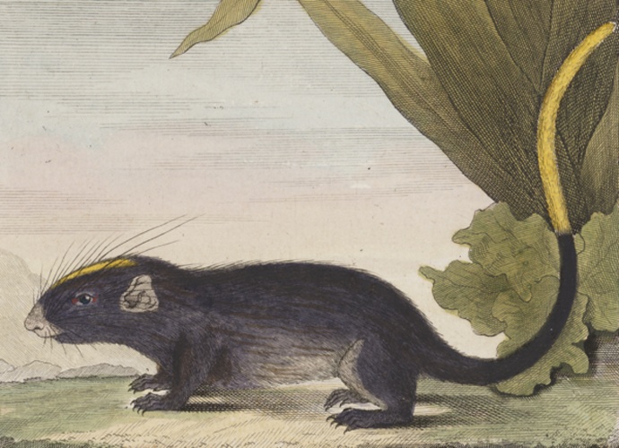 White-faced Spiny Tree-rat © <span lang="en">Unknown</span>