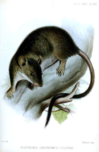 White-footed climbing mouse © <bdi><a href="https://en.wikipedia.org/wiki/en:Joseph_Smit" class="extiw" title="w:en:Joseph Smit">Joseph Smit</a>
</bdi>