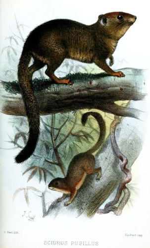 Neotropical pygmy squirrel © <bdi><a href="https://en.wikipedia.org/wiki/en:Joseph_Smit" class="extiw" title="w:en:Joseph Smit">Joseph Smit</a>
</bdi>